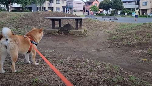 おむつ替えのタイミングを教えてくれるワンコ
