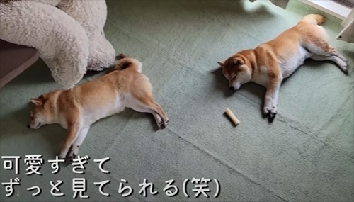 おむつ替えのタイミングを教えてくれるワンコ