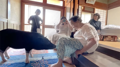 ひぃばあちゃんに近づくぶひまるちゃん