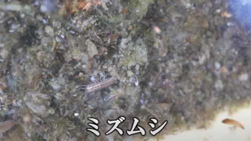 発見したミズムシ