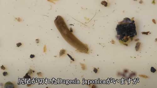 発見したナミウズムシ