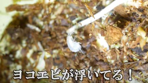 真っ白なヨコエビ発見