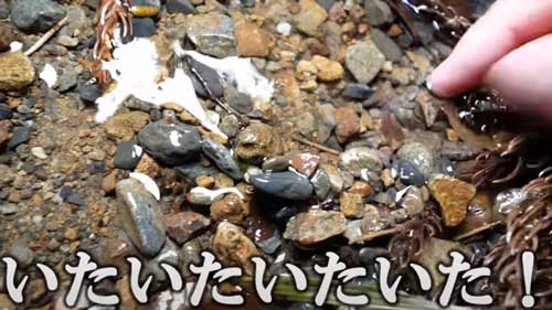 動くヨコエビを発見