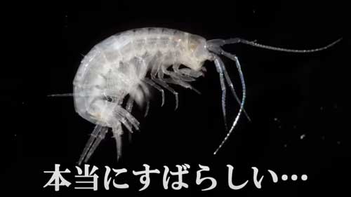 コジマチカヨコエビと見られる生物