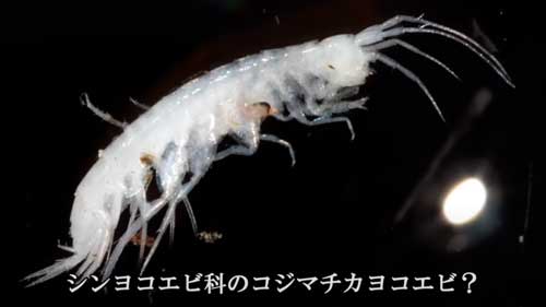 3か所目で見つけたヨコエビ