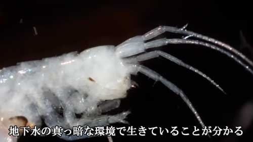 目が退化したヨコエビ