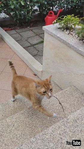 枝を持ってくる猫