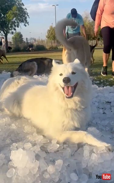 大量の氷で誕生日をお祝いしたワンコ