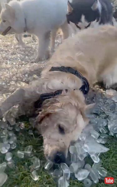 大量の氷で誕生日をお祝いしたワンコ