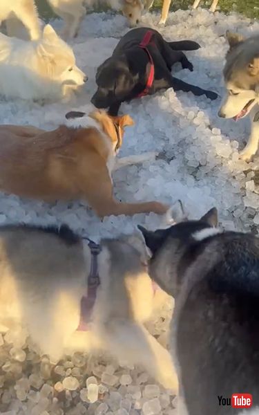 大量の氷で誕生日をお祝いしたワンコ