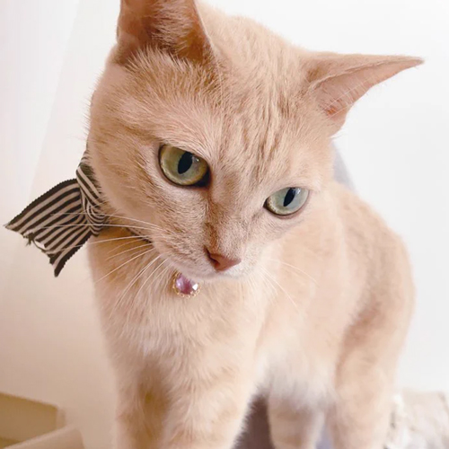 まねして鳴くようになった猫