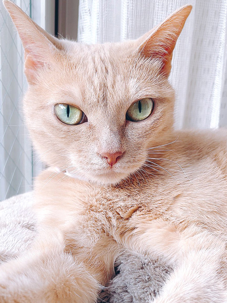 カメラが苦手猫