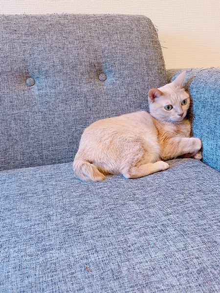 目合わせない猫