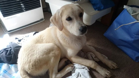 ストーブの前でまどろむワンコ