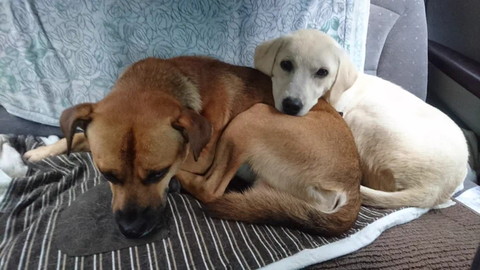 ワンコの上に顎乗せワンコ