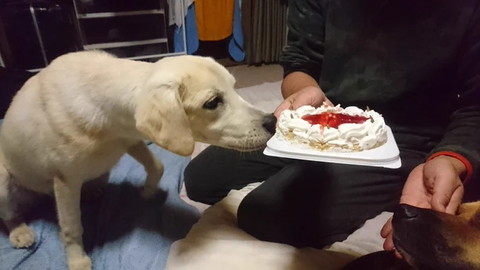 ケーキとワンコ