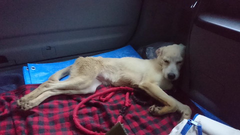 痩せてるワンコ