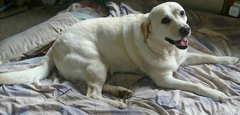 健康的なワンコ布団