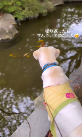 池の奥を眺めるワンコ