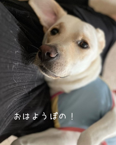 寝転がるワンコアップ
