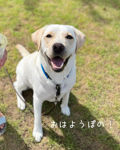 お座りして笑顔ワンコ