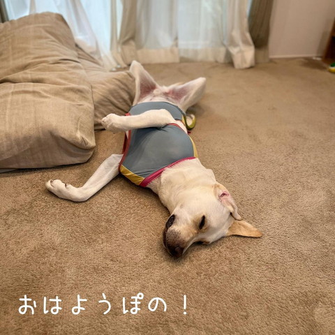 へそ天ワンコ
