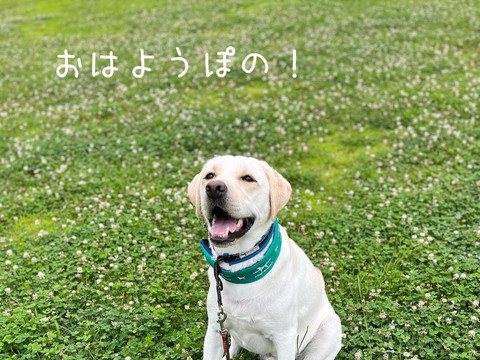 笑顔ワンコ斜め横から