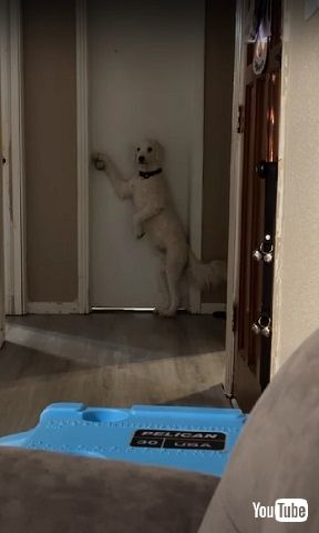 パパ大好きワンコ