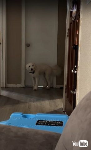 パパ大好きワンコ