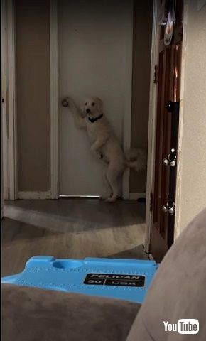 パパ大好きワンコ