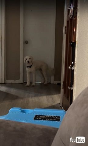 パパ大好きワンコ