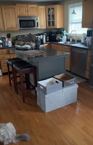 洗濯物にはさまれる猫