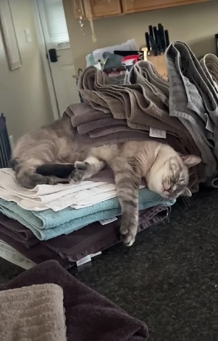 洗濯物大好き猫