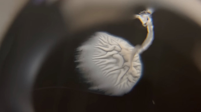 接着剤に水をくっつけるとどうなる？　不思議な見た目になる実験が興味深い