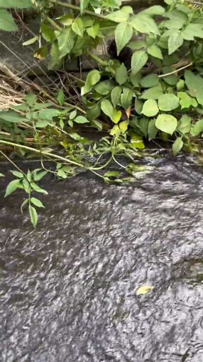 増水した川で子猫保護