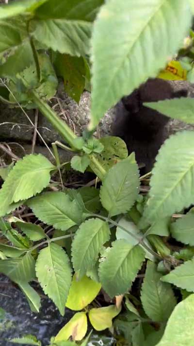 増水した川で子猫保護