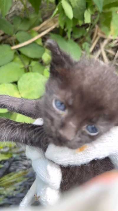 増水した川で子猫保護