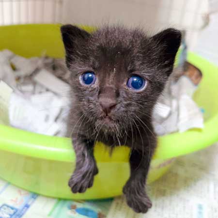 増水した川で子猫保護