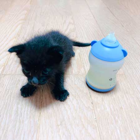 増水した川で子猫保護