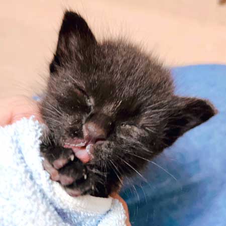 増水した川で子猫保護