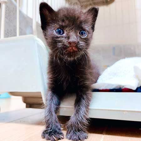 増水した川で子猫保護