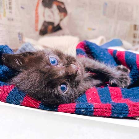 増水した川で子猫保護