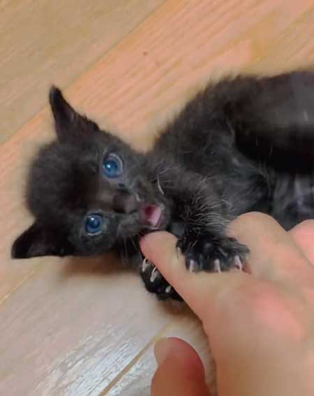 増水した川で子猫保護