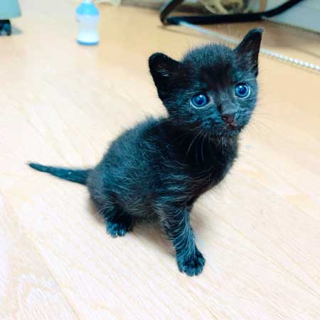 増水した川で子猫保護