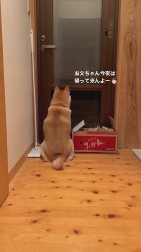 お父ちゃんを待つ茶々ちゃん