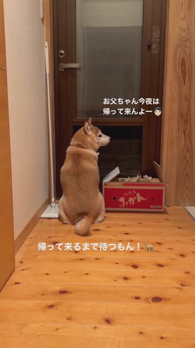 お父ちゃんを待つ茶々ちゃん