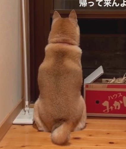 お父ちゃんを待つ茶々ちゃん