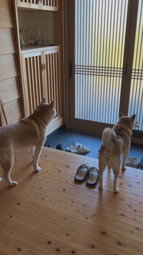 お父ちゃんを待つ茶々ちゃんと蘭丸くん