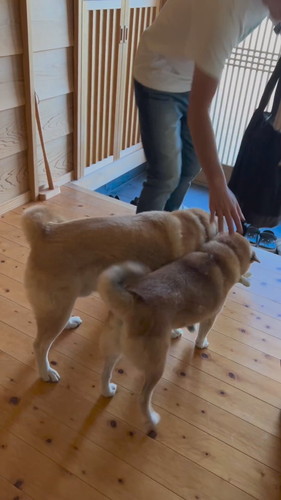 お父ちゃんを待つ茶々ちゃんと蘭丸くん