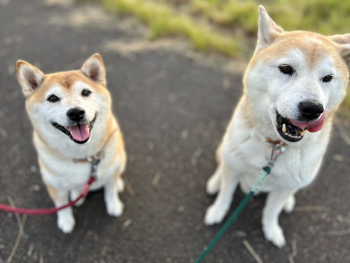 茶々ちゃんと蘭丸くん